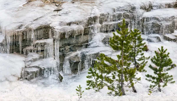 Несколько Вечнозеленых Сосен Окруженных Скалами Покрытыми Льдом Снегом — стоковое фото