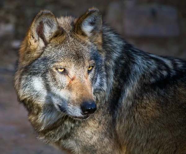 Meksikalı gri bir kurdun yakın plan portresi (Canis lupus baileyi).