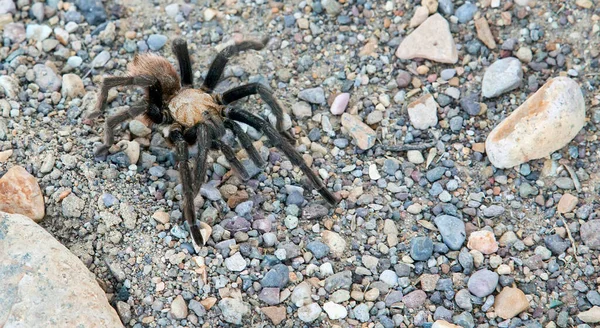 Vahşi bir Teksas kahverengi tarantulası (Aphonopelma hentzi). Teksas 'taki Big Bend Ulusal Parkı' nda görüldü..