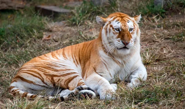 Uma Fêmea Adulta Butterscotch Bengala Tigre Panthera Tigris Tigris — Fotografia de Stock