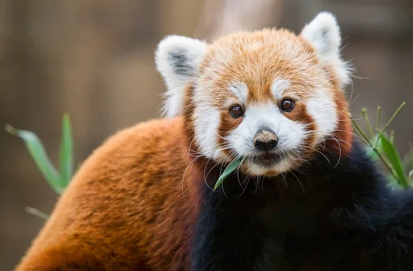 Feeding Red Panda Ailurus Fulgens Pauses His Meal Look Camera — Stock Photo, Image