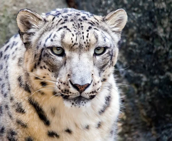 Bir kar leoparının yakın portresi (Panthera uncia).