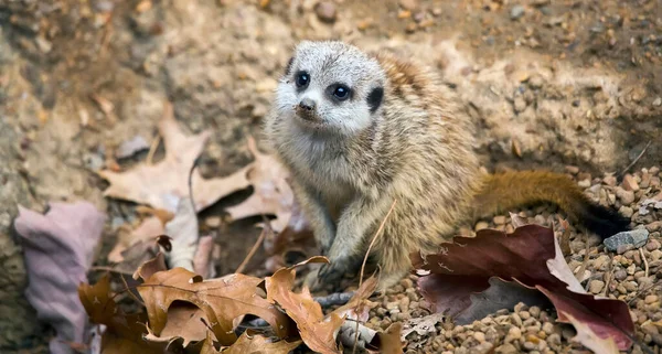 Μια Meerkat Suricata Suricatta Κοιτάζοντας Γύρω — Φωτογραφία Αρχείου