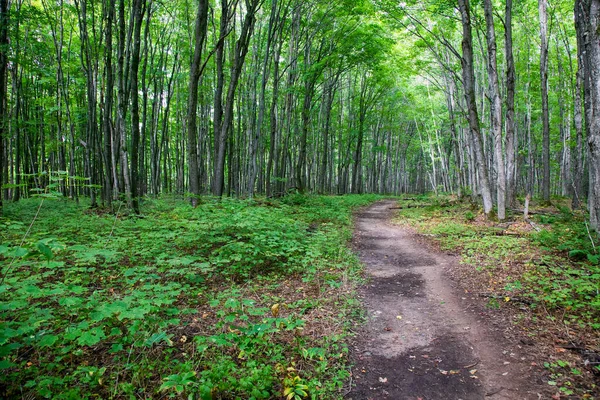 Στο Chapel Basin Trail Στο Pictured Rocks National Lakeshore Στο — Φωτογραφία Αρχείου