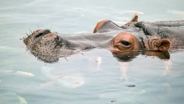 Pływający Hipopotam Hipopotamus Amphibius Dostaje Zęby Czyszczone Przez Ryby — Zdjęcie stockowe