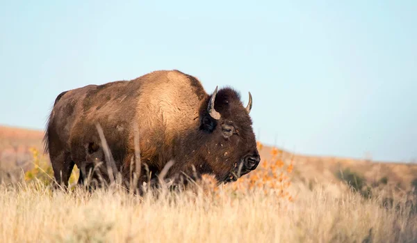 Wild Buffalo Tall Grass Theodore Roosevelt National Park North Dakota — Stock Photo, Image