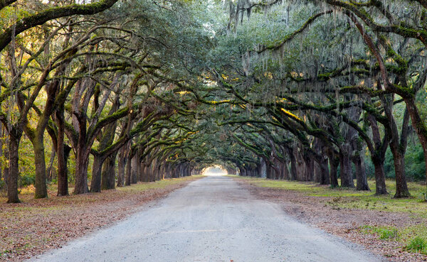 Spanish moss hangs in abundance from large oak trees lining picturesque Oak Avenue at the Wormsloe historic site in Savannah, Georgia.