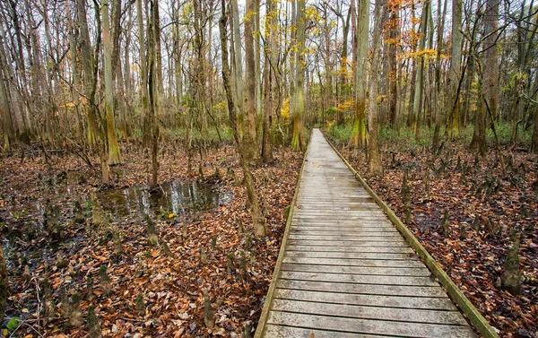 Güney Carolina Daki Congaree Ulusal Parkı Ndaki Bataklıkta Iyi Korunan — Stok fotoğraf
