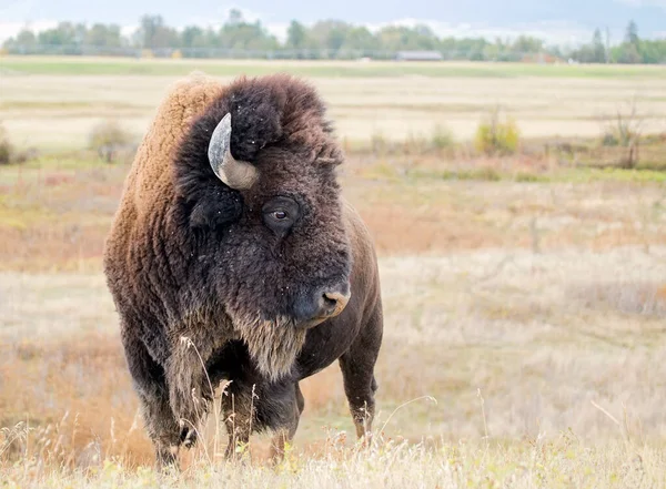 Ένα Άγριο Αμερικανικό Βουβάλι Bison Bison Που Λαμβάνεται Στο National — Φωτογραφία Αρχείου