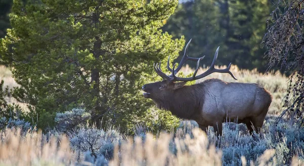 Ein Großer Männlicher Elch Cervus Canadensis Irrt Während Der Herbstsaison — Stockfoto