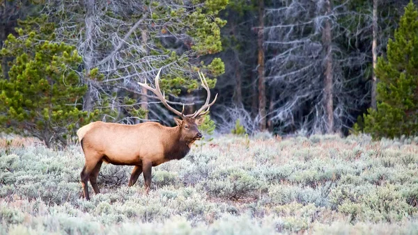 Büyük Bir Erkek Geyik Cervus Canadensis Wyoming Deki Grand Teton — Stok fotoğraf