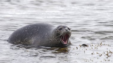 Tek bir vahşi gri fok (Halichoerus grypus) şaşırmış görünüyor. İzlanda 'daki Ytri Tunga Sahili' nde çekilmiş..