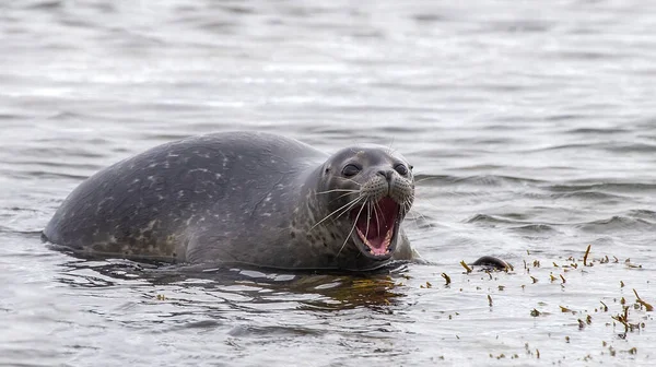 Tek bir vahşi gri fok (Halichoerus grypus) şaşırmış görünüyor. İzlanda 'daki Ytri Tunga Sahili' nde çekilmiş..