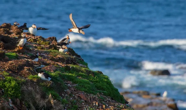 Kilka Atlantyckich Puffinów Fratercula Arctica Skalistym Trawiastym Klifie Widokiem Ocean — Zdjęcie stockowe