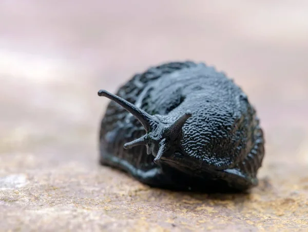 Extreme Nahaufnahme Einer Schwarzen Nacktschnecke Arion Ater Zeigt Hervorragende Kopfdetails — Stockfoto