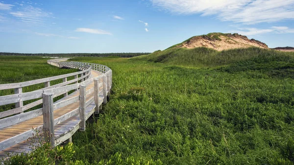 Paseo Marítimo Madera Serpentea Través Naturaleza Parque Nacional Prince Edward — Foto de Stock