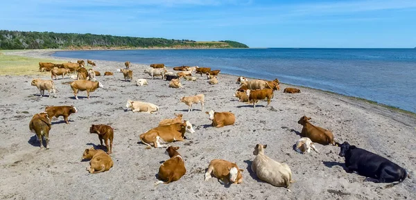 Eine Herde Kühe Einem Strand Der Nähe Von Cheticamp Nova — Stockfoto