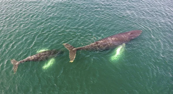 Aerial View Mother Juvenile Humpback Whales Megaptera Novaeangliae Swimming Newfoundland — Stock Photo, Image