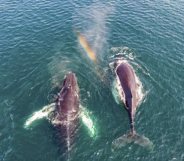 Αεροπλάνο Από Δύο Φάλαινες Humpback Megaptera Novaeangliae Ένα Ουράνιο Τόξο — Φωτογραφία Αρχείου