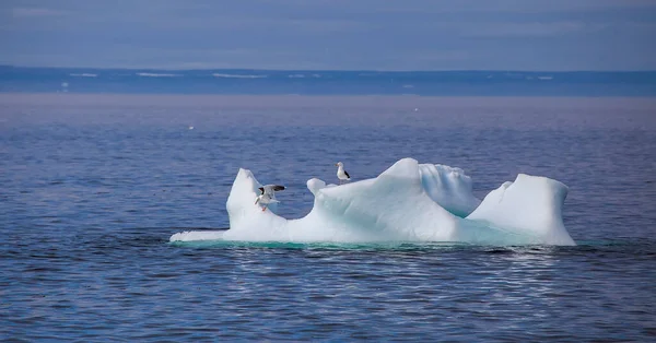 Couple Seagulls Sit Small Iceberg Coast Newfoundland Canada — Stock Photo, Image