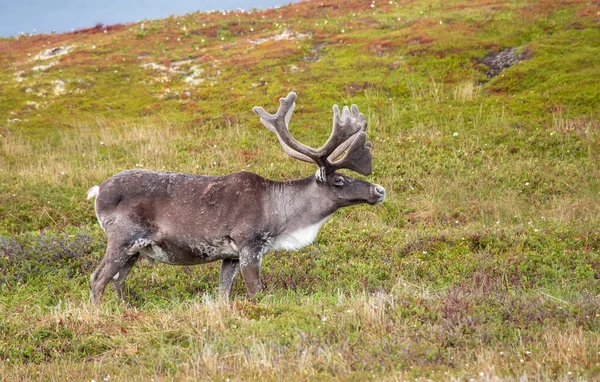 Newfoundland, Kanada 'daki Goose Cove yakınlarında otlak bir alanda tek bir ren geyiği..