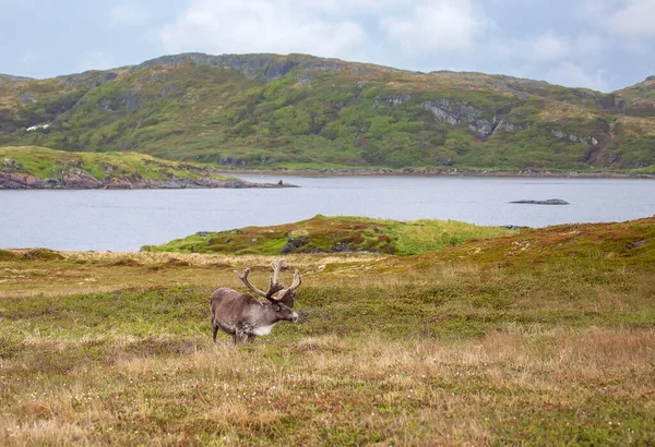 Goose Cove, Newfoundland yakınlarında manzaralı bir manzaranın ön planında tek bir ren geyiği..