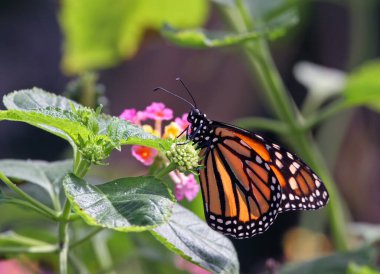 Renkli çiçeklerin içinde bir kral kelebeğinin yakın çekimi..