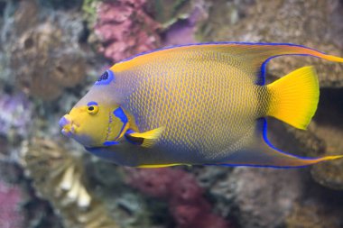 Bir Kraliçe Melek Balığının Yakın Çekimi (Holacanthus ciliaris)