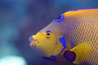 Kraliçe Melek Balığının Macro 'su (Holacanthus ciliaris)