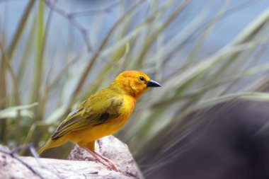 Küçük sarı bir ispinoz.