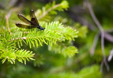 Tek bir siyah kanatlı kızböceği bir çam ağacının dalında dinlenirken kanatlarını açar..