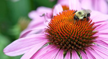 Mor ekinezya çiçeğinin (Echinacea purpurea) paleae üzerinde dinlenen bir yaban arısı (bombus) makrosu).