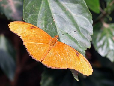 Yaprağın üzerindeki tek renkli turuncu kelebek.