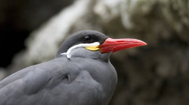 Bir Tern 'e yakın çekim