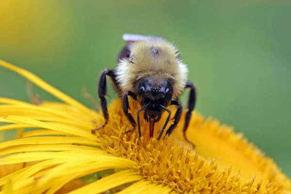 Abejorro Chupa Néctar Una Flor — Foto de Stock