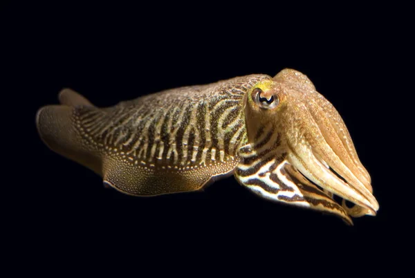 Closeup Common Cuttlefish Sepia Officinalis — Stock Photo, Image