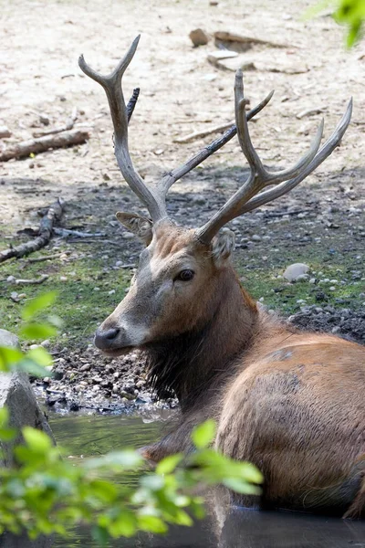 水の中でリラックスした大型鹿 — ストック写真