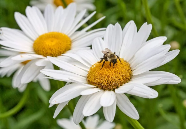 Bir yaban arısı (bombus) iki shasta papatyasının (Leucanthemum superbum) yakınına dayanır).