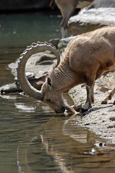 Ibex Dereden Alıyor — Stok fotoğraf