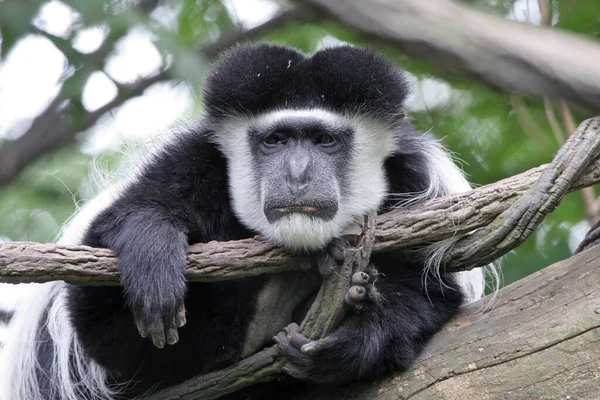 Yorgun ve üzgün görünümlü Colobus maymunu ağaçta tünemiş..
