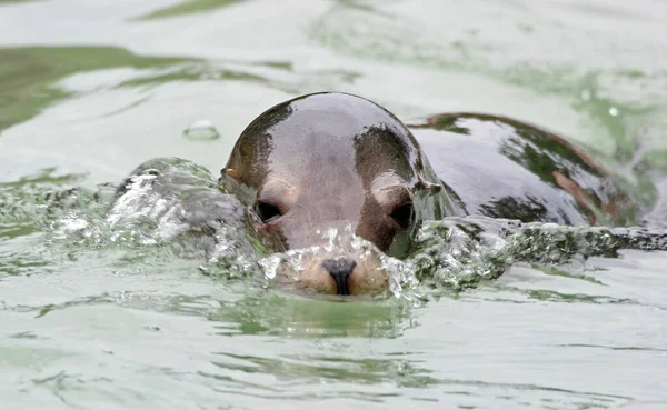 Closeup Sea Lion Swimming You — Stock Photo, Image