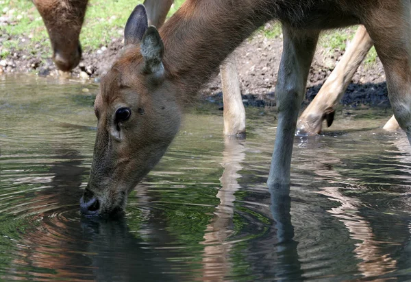 小川から鹿を飲む — ストック写真
