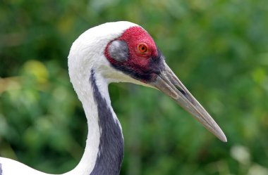 Renkli bir vincin yakın plan portresi.