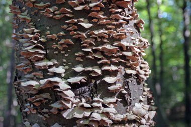 Ağaçta büyüyen bir mantarın yakın çekimi..