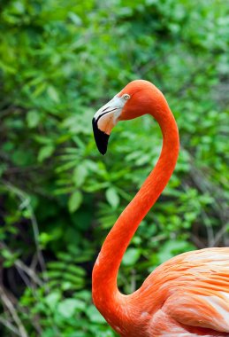 Tek bir flamingo yemyeşil bir zemine karşı.