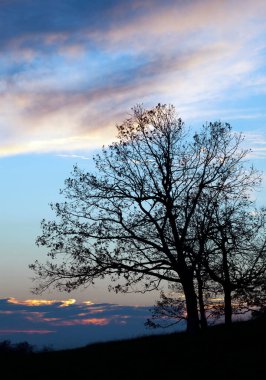 Gün batımında büyük bir ağacın silueti, Shenandoah Ulusal Parkı, Virginia.