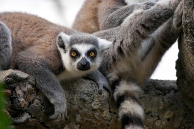 Halka kuyruklu lemur (Lemur catta) seni kesiyor.