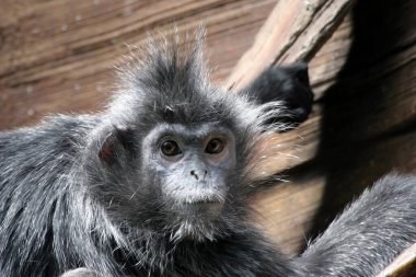 Küçük gri bir maymun dikkatle bakıyor..