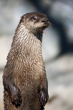 Kameraya poz veren bir nehir samuru profili..