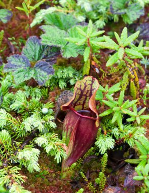 Vahşi doğada tek bir mor sürahi (Sarracenia purpurea) bitkisi.